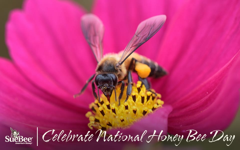 Celebrate National Honey Bee Day Sioux Honey Association CoOp