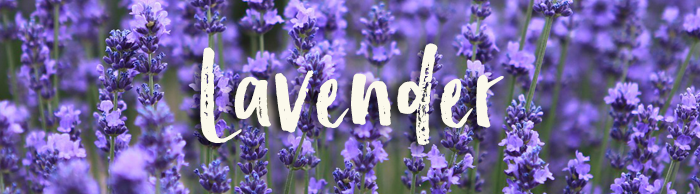 Lavender_GardeningSXH