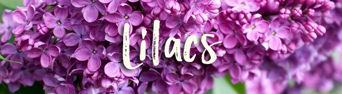 Lilacs_GardeningSXH