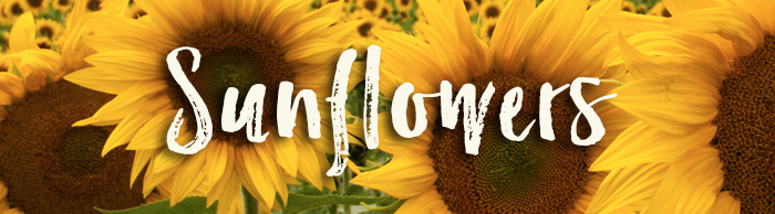 Sunflowers_GardeningSXH