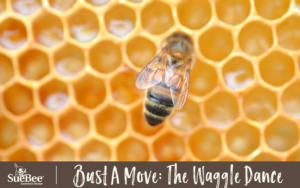 Honey Bee Waggle Dance