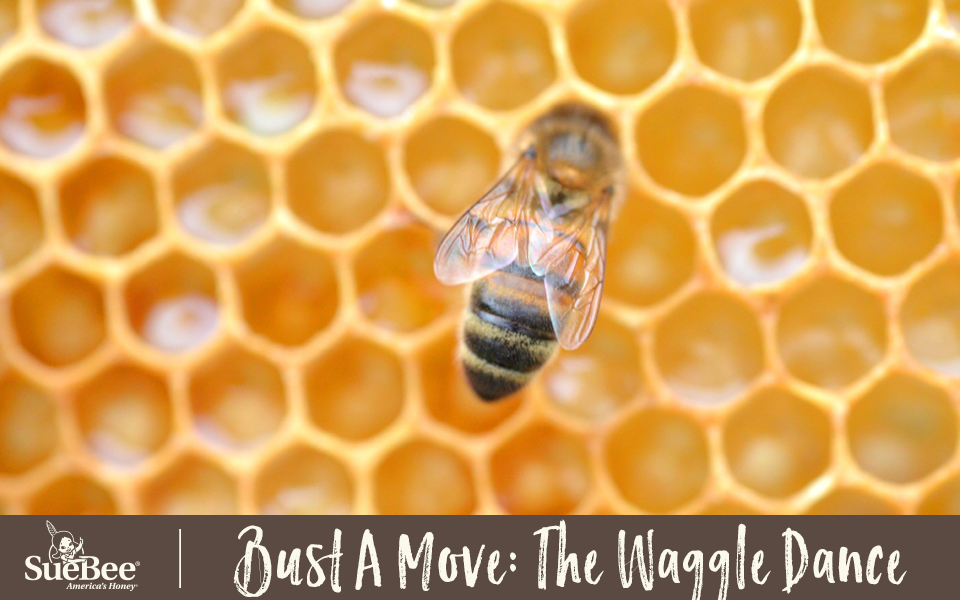 Honey Bee Waggle Dance