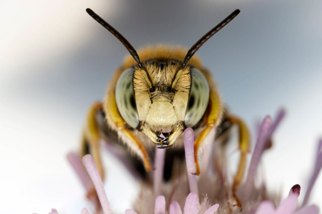 A photo of a honeybee on a purple flower