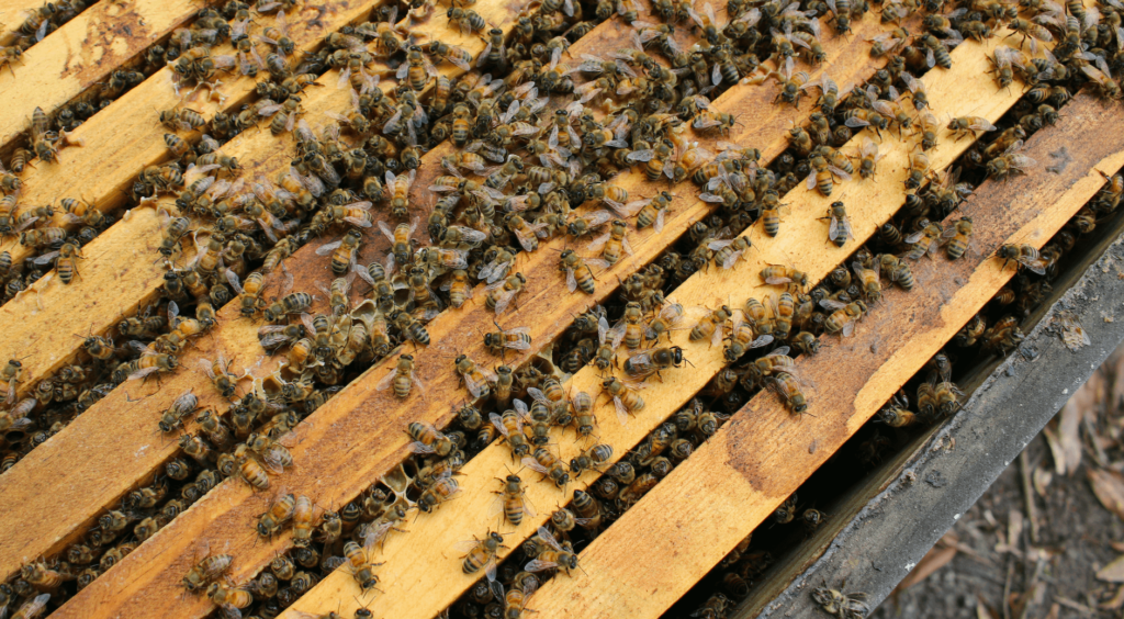 A close-up photo of a beehive frame with honeybees on it.