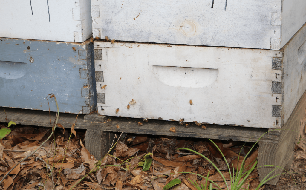 A photo of honeybees entering a beehive.