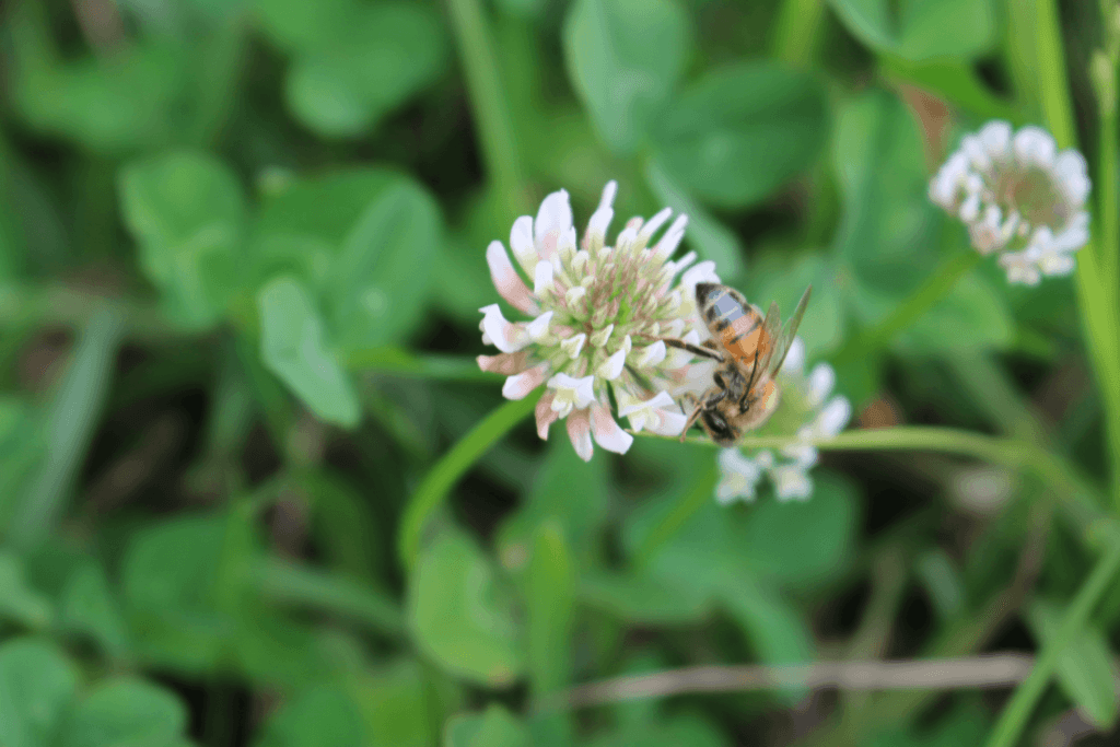 A photo of a honeybee on a blackberry bloom.