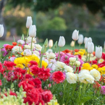 A photo of a flower garden.