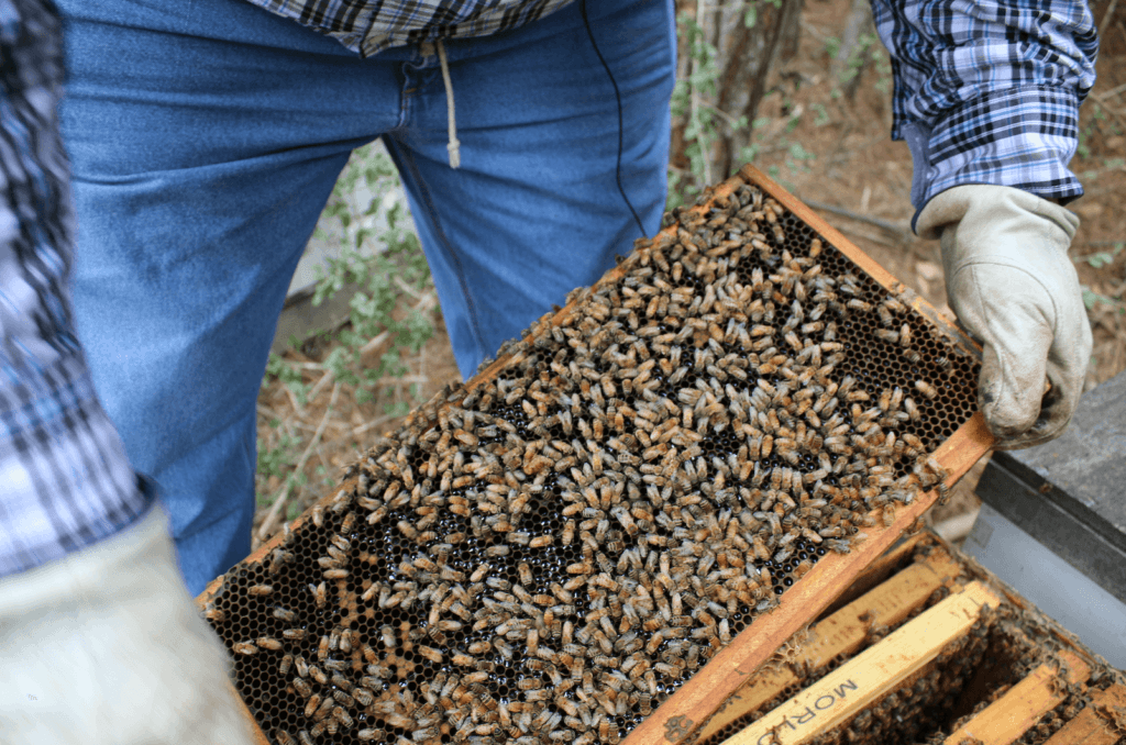 A photo of a beehive frame with bees on it.