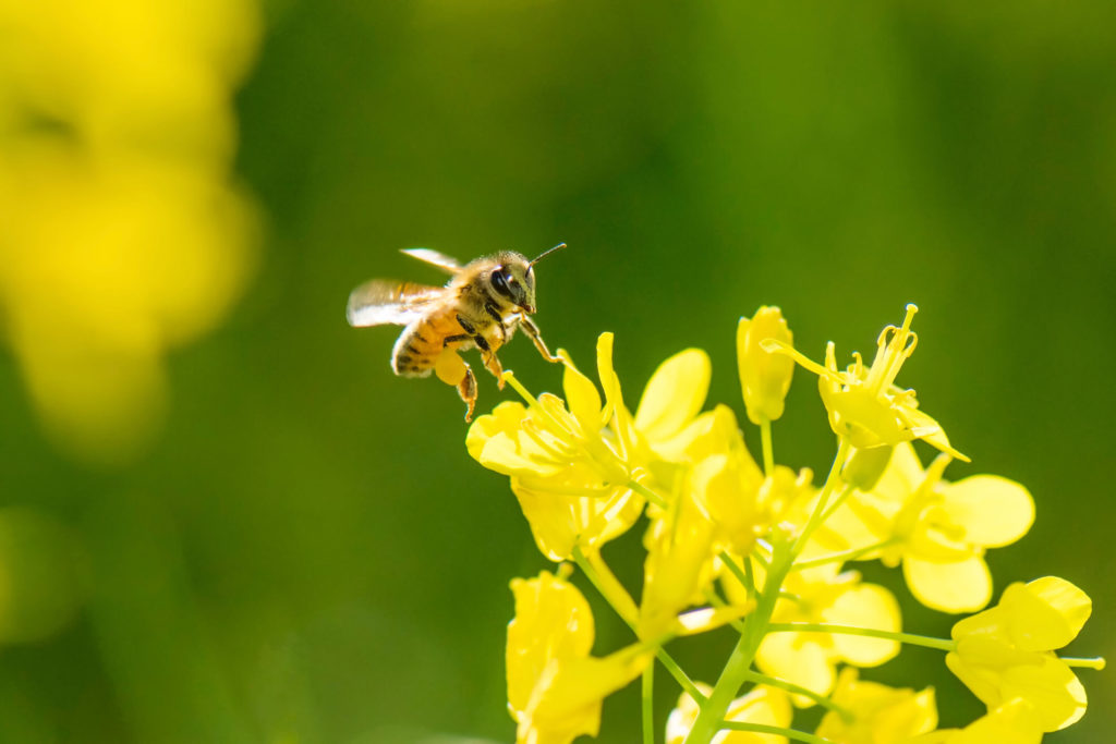 A photo of a honeybee on a yellow flower.