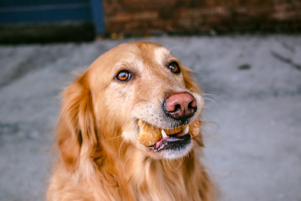Photo of a dog with a pet treat in its mouth.