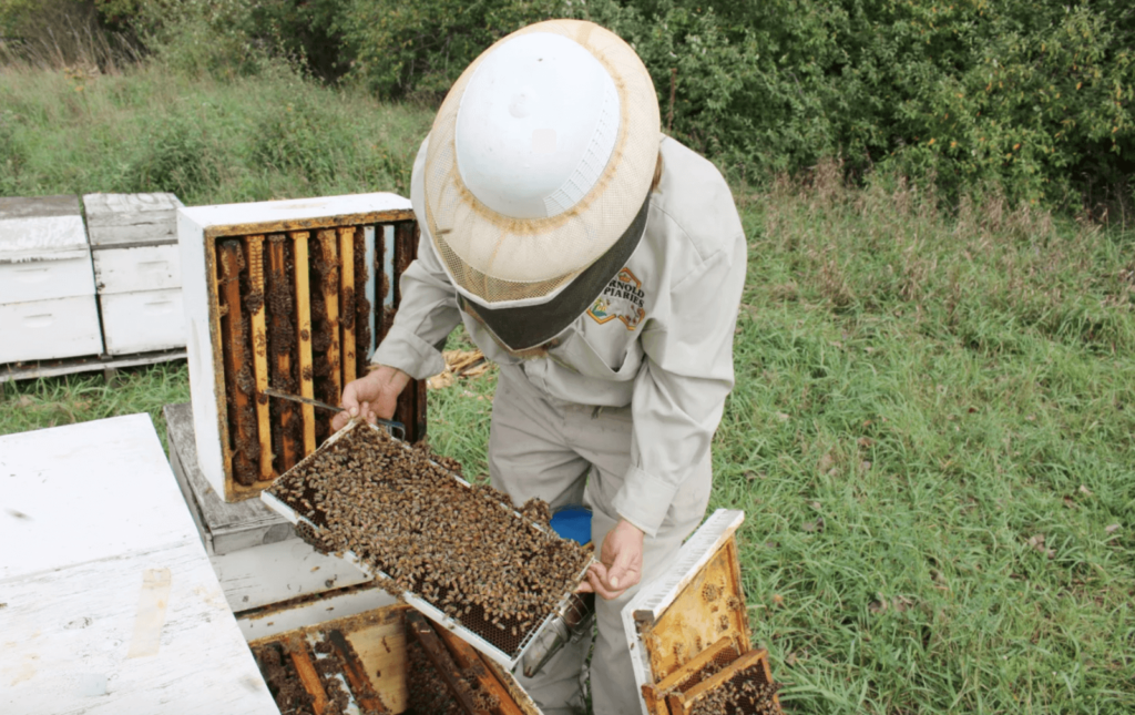 Photo of beekeeper Jamie Ostrowski tending to one of her beehives.