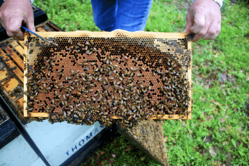Photo of a beehive frame.