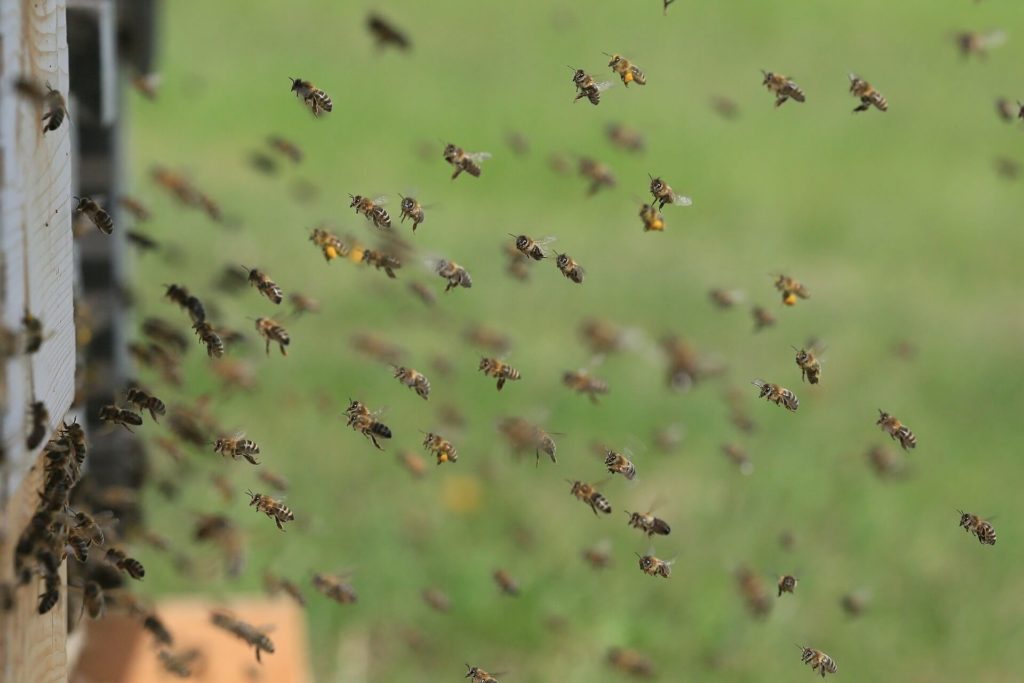 Photo of flying honeybees.