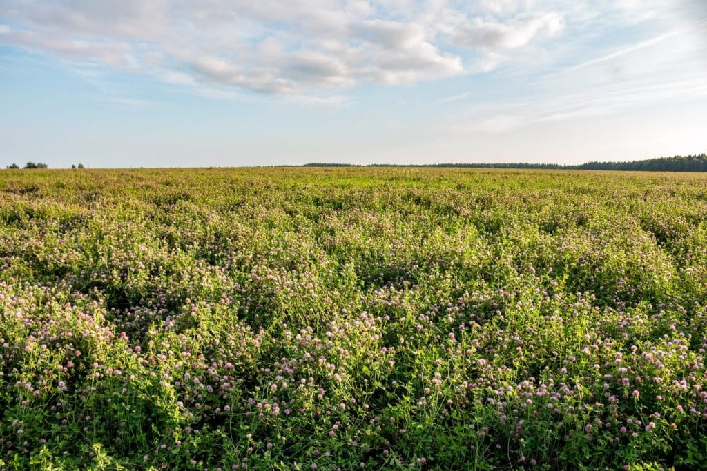 Photo of a field of clover.