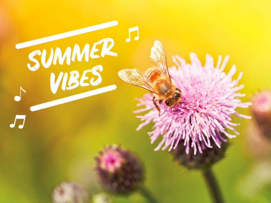 Photo of bee on a flower with text: "Summer Vibes"