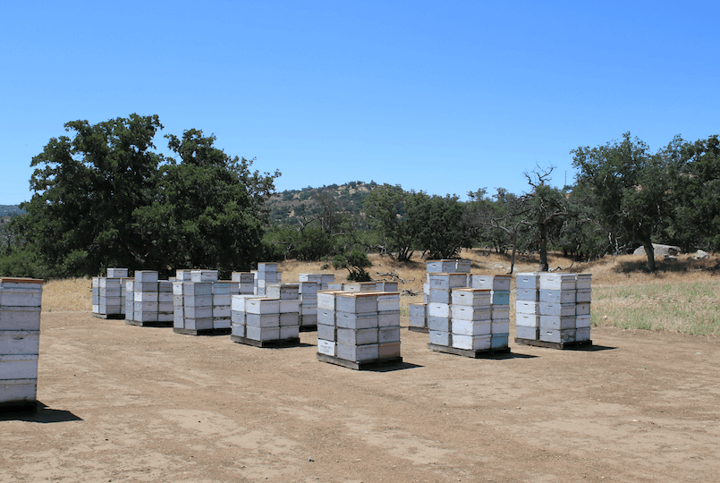 Photo of bee hives in California