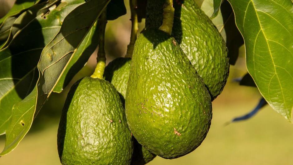 Photo of avocados 