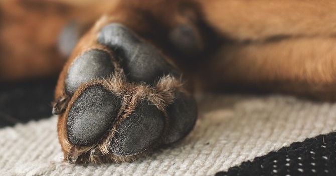 Photo of a dog's paw