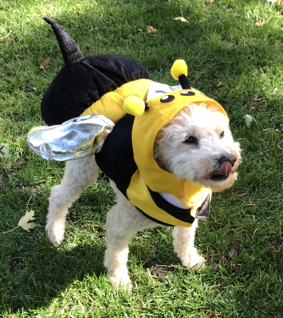 Photo of a cute dog dressed up like a honeybee.