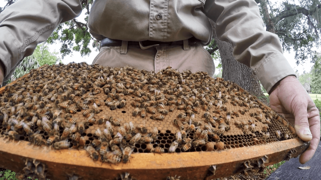 Photo of beekeeper Lee Albritton holding a bee hive frame