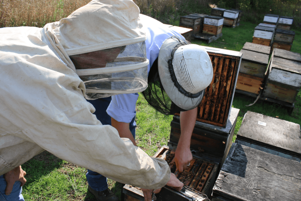 6 ways to join the beekeeping community - PerfectBee