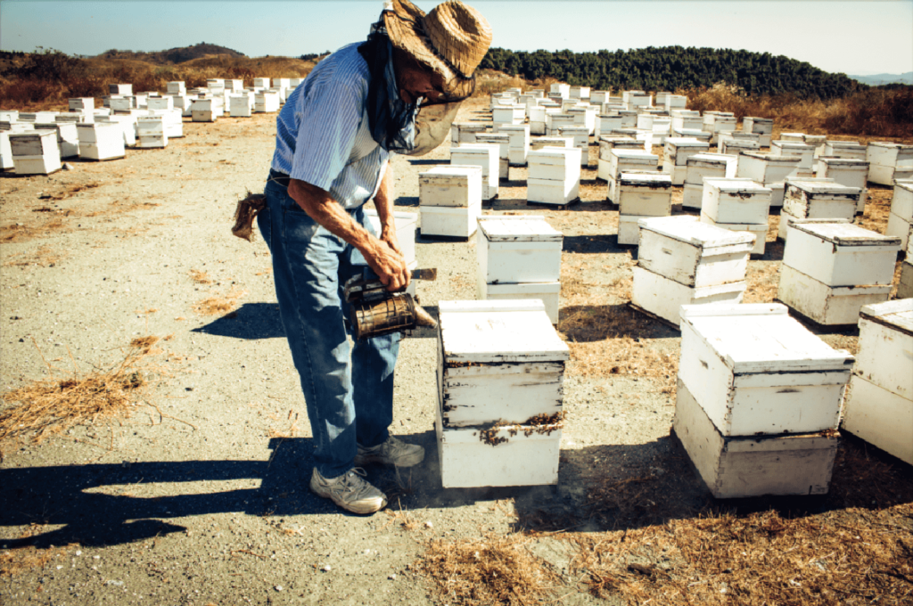 Photo of beekeeper David Winter tending to his hives.