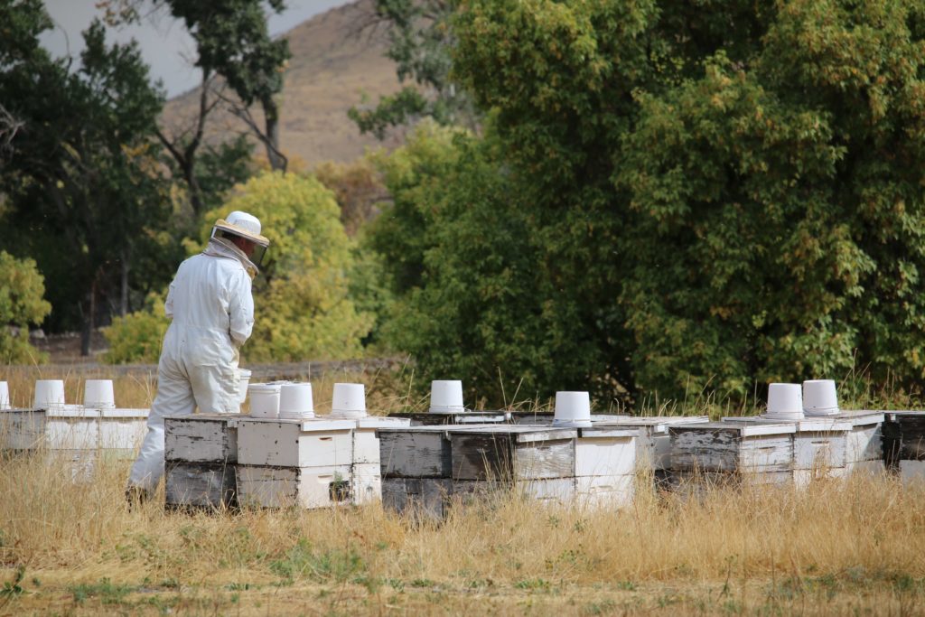 Photo of Sioux Honey beekeeper Michael Newswander tending to his beehives.