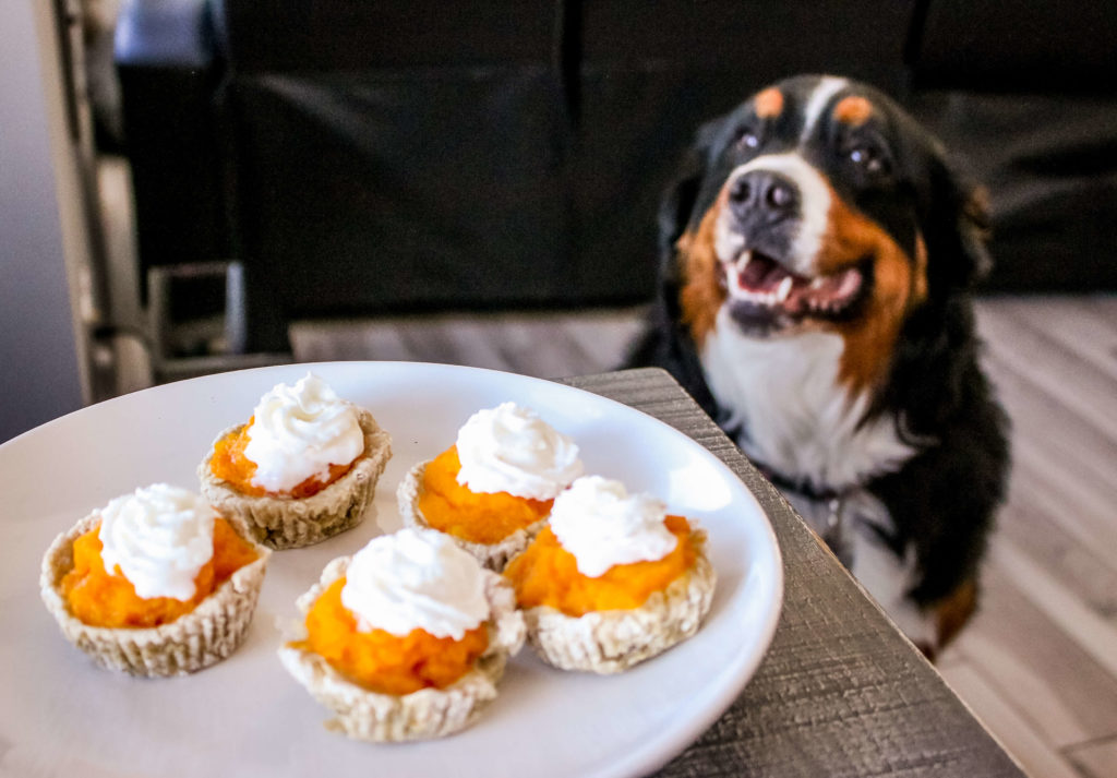 Photo of pet pies and dog.