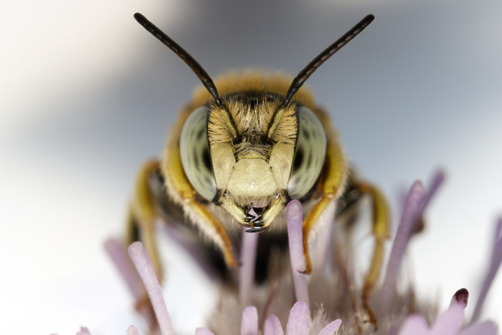 Photo of a bee.