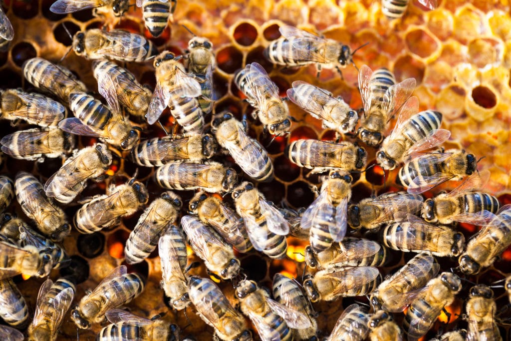 Photo of bees in a hive.