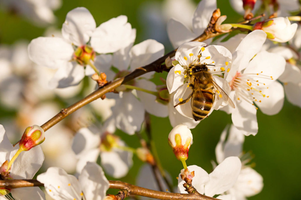 Photo of a honeybee on an almond tree.