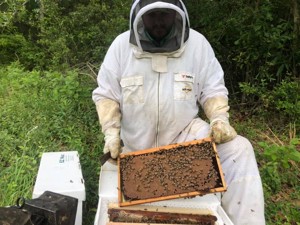 Photo of beekeeper David Coy inspecting a beehive.