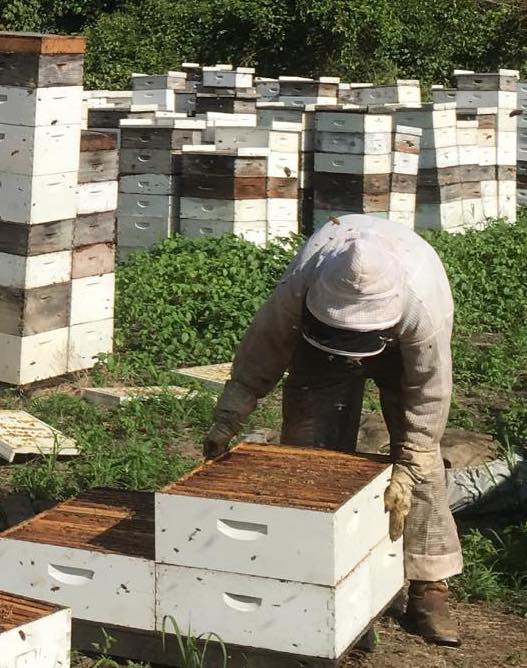 Photo of a beekeeper inspecting hives. 