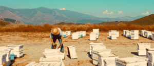 Image of an American beekeeper tending hives with mountains in the background
